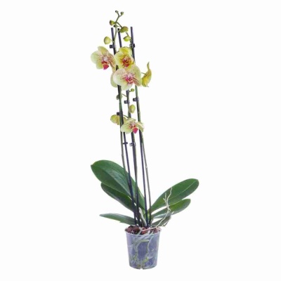 Фаленопсис Помпеи 2 ст