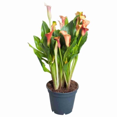 Калла Эллиота персиковая