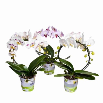 Фаленопсис зеркало Микс