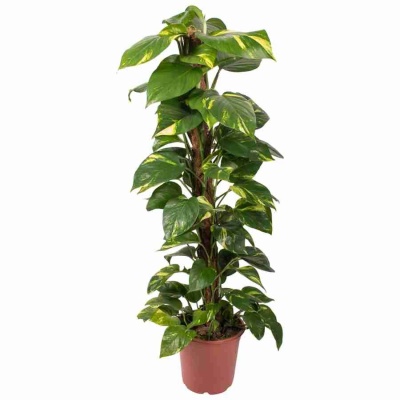 Эпипремнум моссток