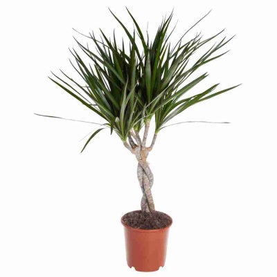 Драцена маргината переплетенная