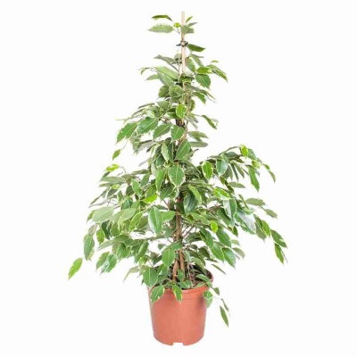 Фикус бенджамина Голден Кинг