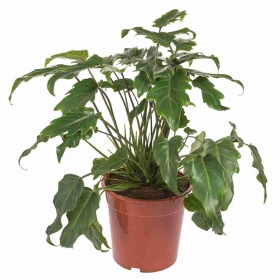 Филодендрон Педатум