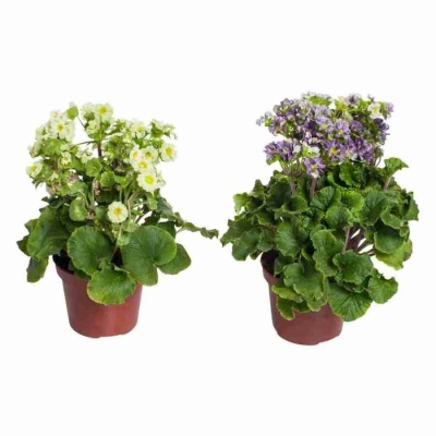 Примула Приканто микс