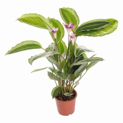 Калатея Бикажо Гекко