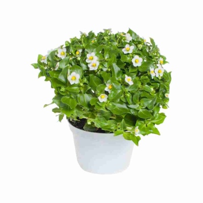 Экзакум Белая звезда