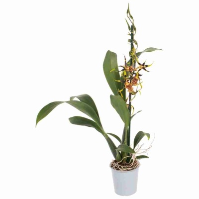 Камбрия Мистик Мейз 1 ст