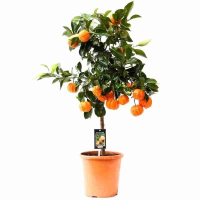 Цитрус Каналикулата