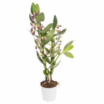 Дендробиум нобиле Акатзуки 1 ст