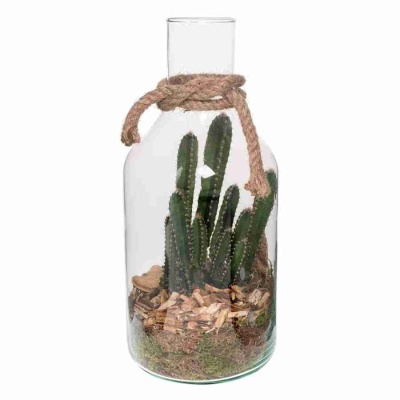 Цереус валидус в стекле