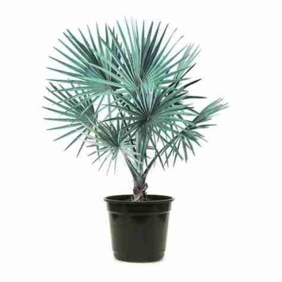 Бисмаркия благородная