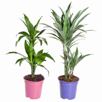 Драцена фрагранс Джанет Крейг 2 ствола