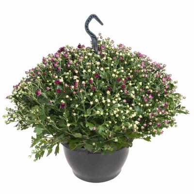 Хризантема Шар микс ампельная