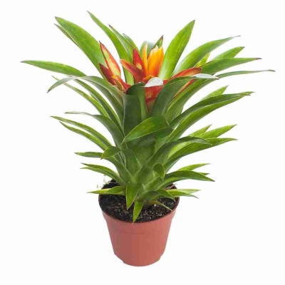 Гузмания Тереза