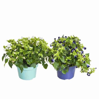 Экзакум Персидская фиалка