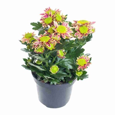 Хризантема Саба жёлтая