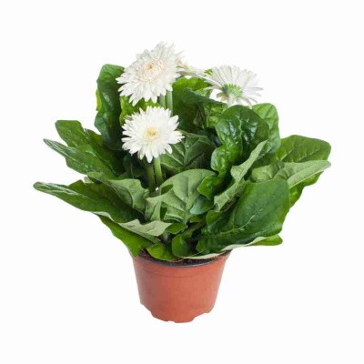 Гербера белая