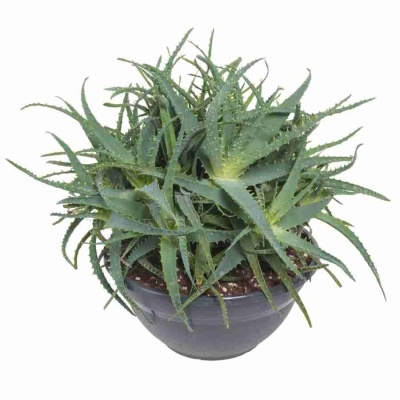 Алоэ Арборесценс многоствольный