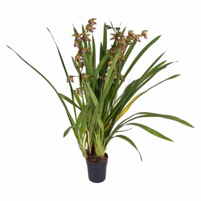 Цимбидиум Мэджик Чоколейт 