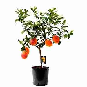 Красный лимон