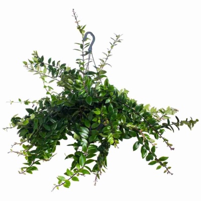 Эсхинантус Каролина