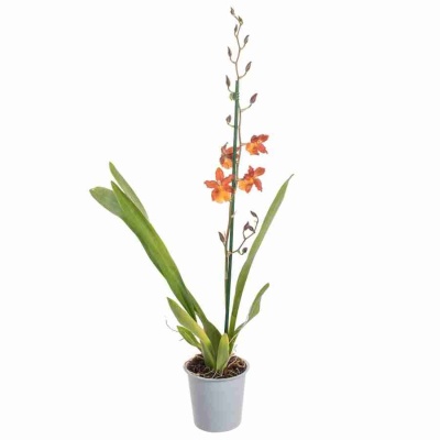 Камбрия Кататанте 1 ст