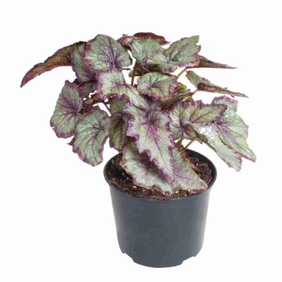 Бегония рекс Спит