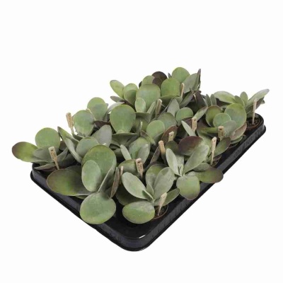 Денежное дерево