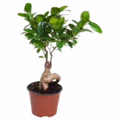 Фикус микрокарпа Гинсенг