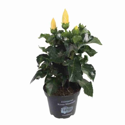 Гибискус Аликанте