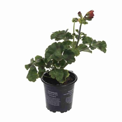 Пеларгония зональная Найт Скарлет