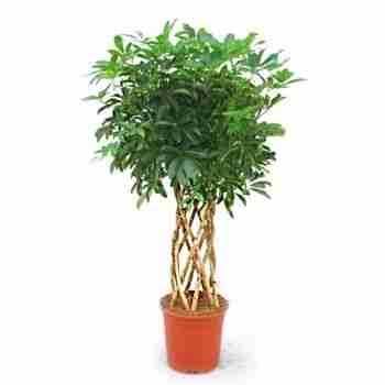 Шеффлера Компакта цилиндр