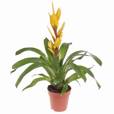 Вриезия Шарлотта