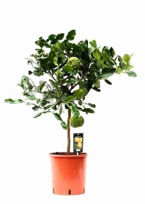 Цитрус Каффир-лайм