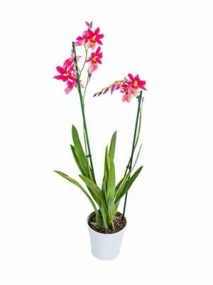 Камбрия Нелли Ислер 2 ствола