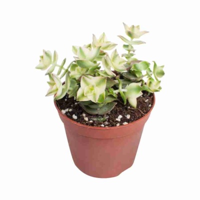 Крассула перфората Вариегата