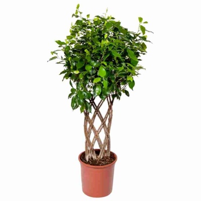 Фикус бенджамина Нитида решетка