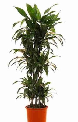 Драцена фрагранс Джанет Крейг карусель