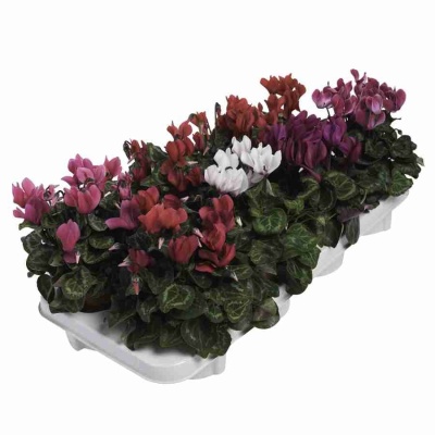 Цикламен персидский