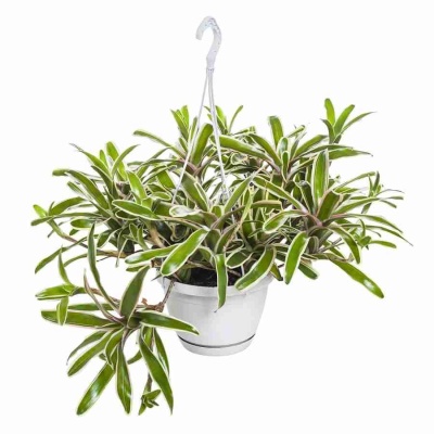 Нидулярия Фаирбол Страйп ампельная