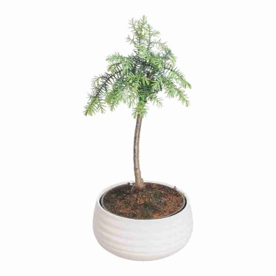 Бонсай Араукария Каннингема