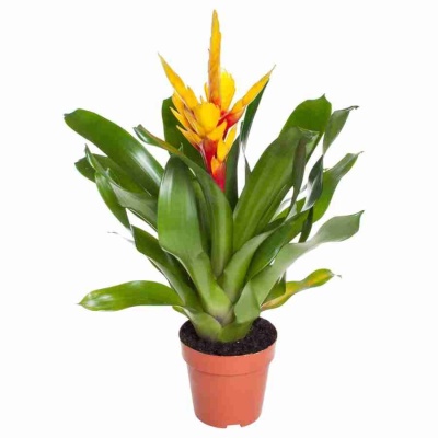 Вриезия Интенсо жёлтая