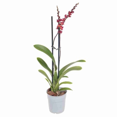 Ховеара Лава Баст 2 ст 