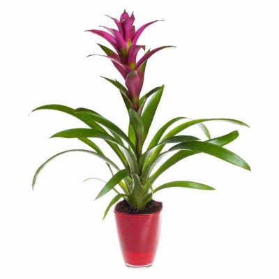 Гузмания Фрея 