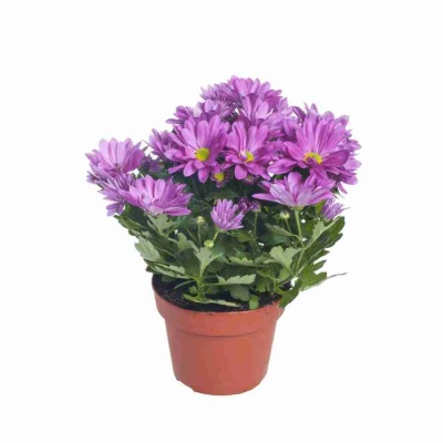 Хризантема Бриз розовая