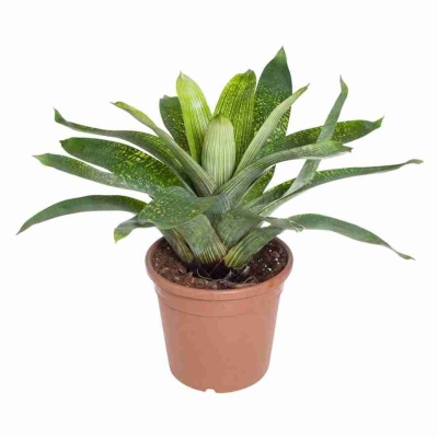 Вриезия Фенестралис