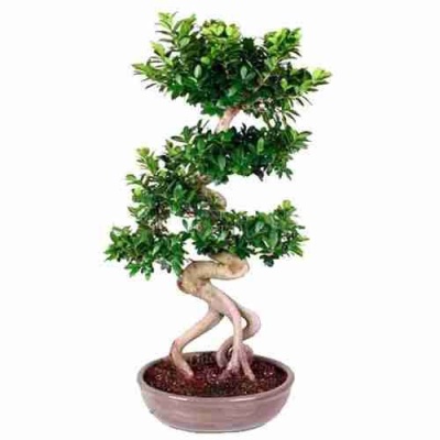 Бонсай фикус микрокарпа каскад