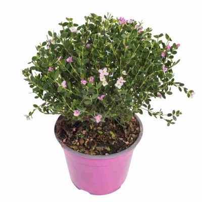 Борония розовая