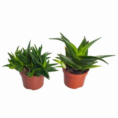 Алоэ хавортиевовидное