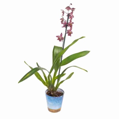 Одонтиода Стирбик 1 ст